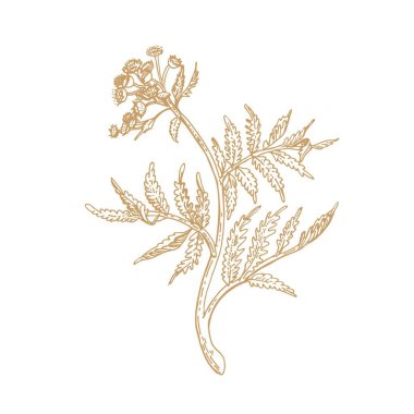 Zarif bir çiçek. Dahlia. Vektör çizimi. Çizim grafikleri.