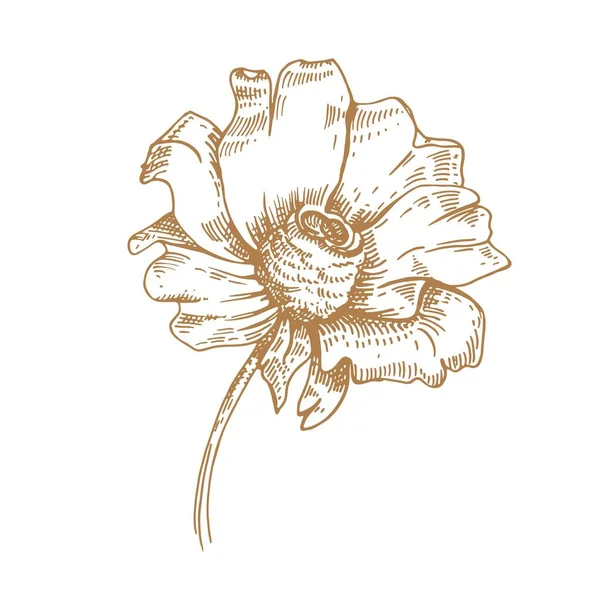 Fleur de tulipes. Illustration vectorielle. Croquis graphiques. Fleuristique. Plante — Image vectorielle