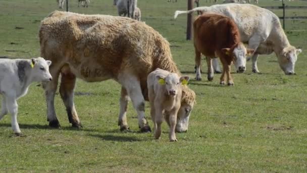 Beef Cattle Pastureland — Stock Video