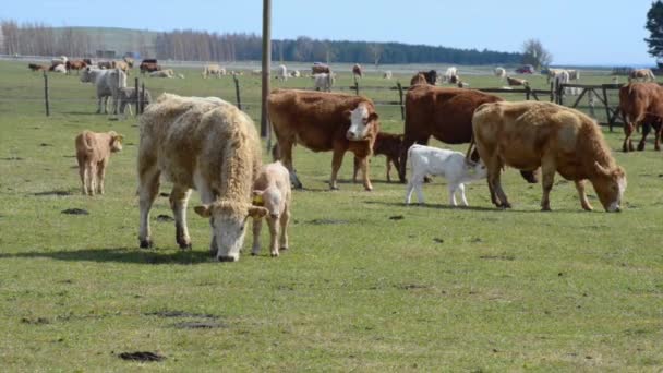 Beef Cattle Pastureland — Stock Video