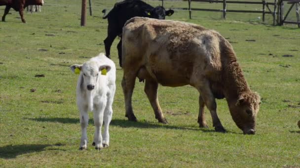 Beef Cattle Pastureland — Stock Video