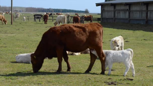 Bovini Carne Nei Pascoli — Video Stock