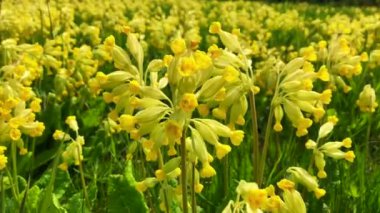 Ystad, Güney İsveç, İskandinavya 'da Cowslip (Primula veris)