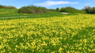 Ystad, Güney İsveç, İskandinavya 'da Cowslip (Primula veris)