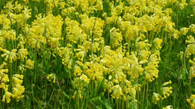 Ystad, Güney İsveç, İskandinavya 'da Cowslip (Primula veris)