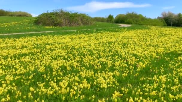 Cowslip Primula Veris Στο Ystad Νότια Σουηδία Σκανδιναβία — Αρχείο Βίντεο
