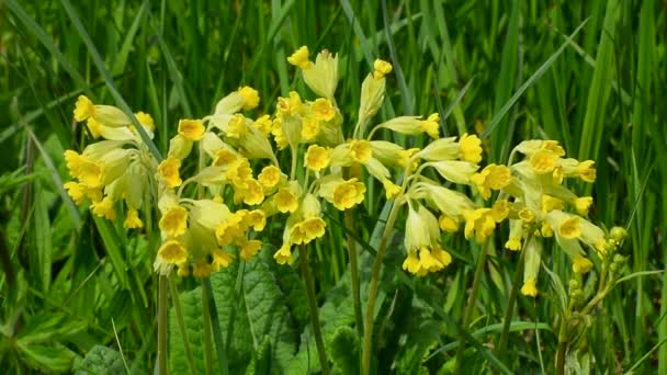 Cowslip Primula Veris Ystad Swedia Selatan Skandinavia — Stok Video