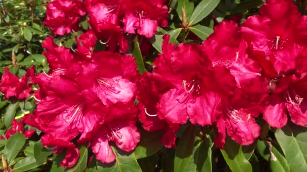 Rhododendron Scarlet Wonder Ystad Sweden — Stock video