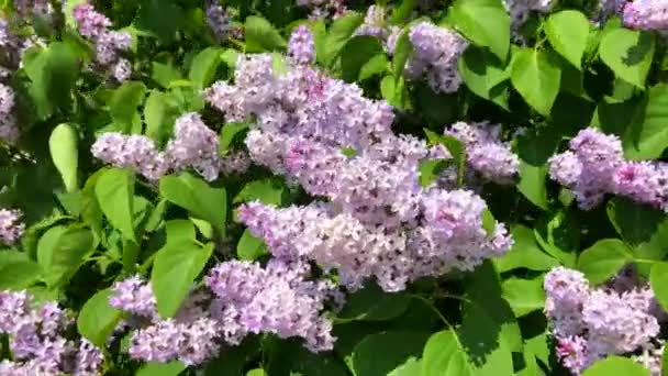 Цветущая Сирень Syringa Vulgaris Истаде Scania Швеция — стоковое видео