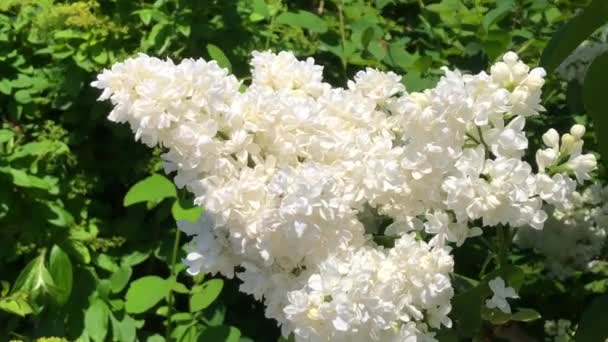 Floração Lilás Syringa Vulgaris Ystad Scania Suécia — Vídeo de Stock