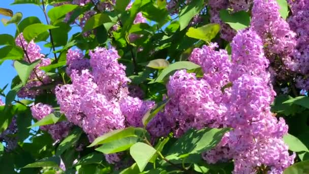 Blühender Flieder Syringa Vulgaris Ystad Scania Schweden — Stockvideo