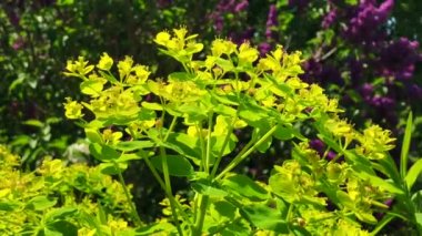 İsveç 'in İskandinavya şehrinde çiçek açan Euphorbia polikrom