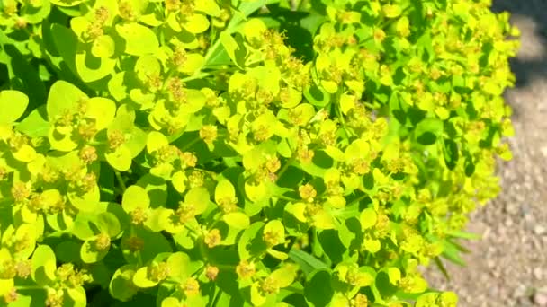 Blühende Euphorbia Polychroma Scania Schweden — Stockvideo