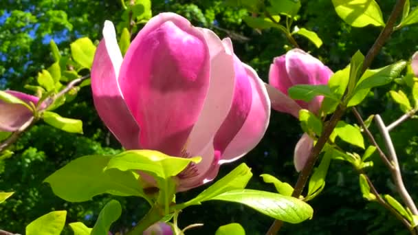 Magnolia Rustica Rubra Flower Ystad Sweden Scandinavia — стокове відео