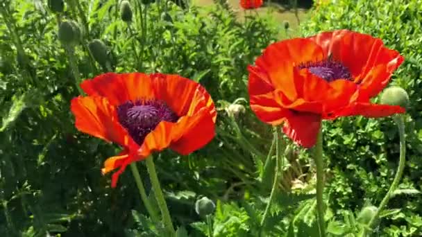 Ystad スウェーデン スカンディナヴィアのポピーの花 — ストック動画