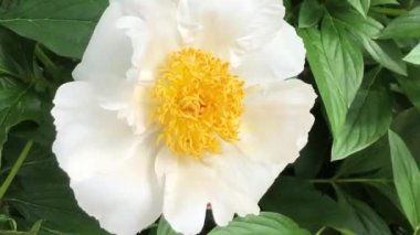 İsveç, Ystad 'da şakayık bahçesinde beyaz kanatlı şakayık.