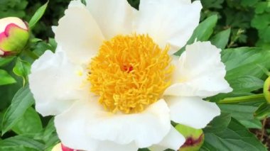 İsveç, Ystad 'da şakayık bahçesinde beyaz kanatlı şakayık.