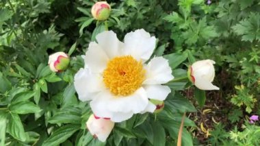 İsveç, Ystad 'da şakayık bahçesinde beyaz kanatlı şakayık.