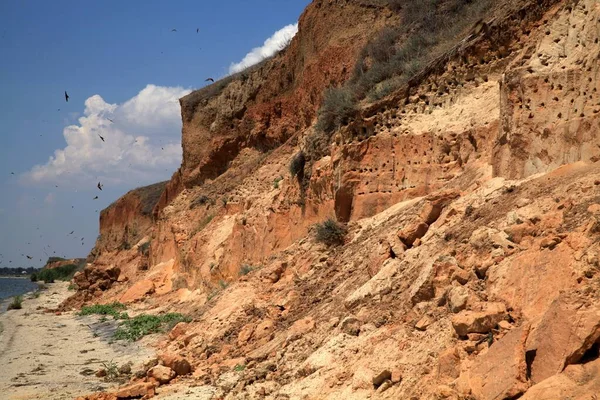 Nombreux Nids Terriers Oiseaux Sur Les Rives Abruptes Sablonneuses Estuaire — Photo