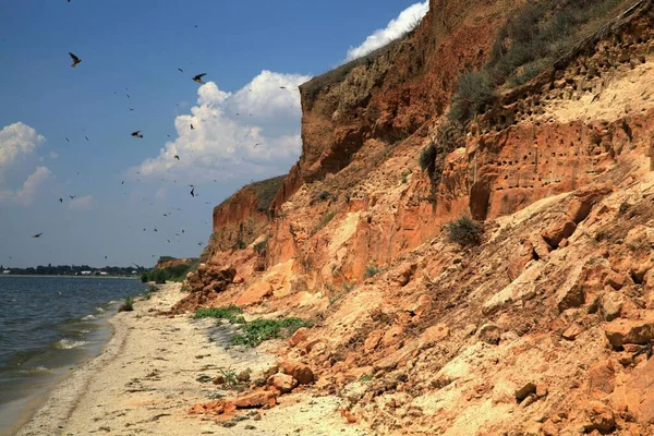 Talrijke Nesten Holen Vogels Zandsteile Oevers Van Het Estuarium Bij — Stockfoto