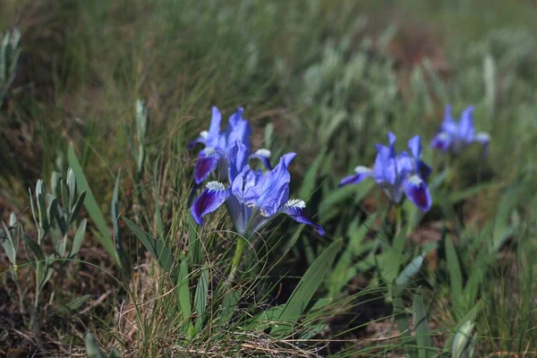 Iris Silvestres Multicolores Nombre Popular Kasatiki Gallos Primavera Orillas Del —  Fotos de Stock