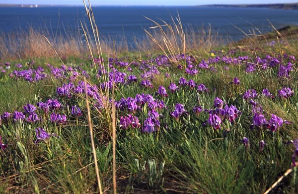 Iris Silvestres Multicolores Nombre Popular Kasatiki Gallos Primavera Orillas Del — Foto de Stock