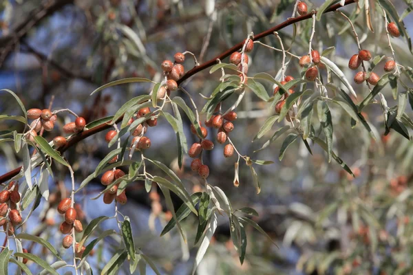 Galho com frutos da Loja argênteo (lat. Elaeagnus commutata ) — Fotografia de Stock