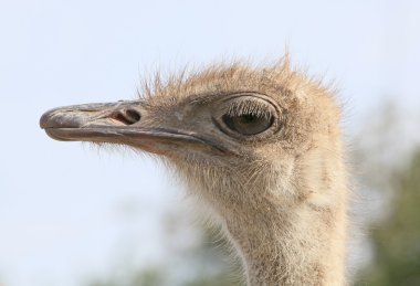 Bir devekuşu closeup başkanı