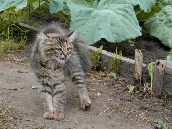 Little, grey, scared kitten — Stock Photo, Image