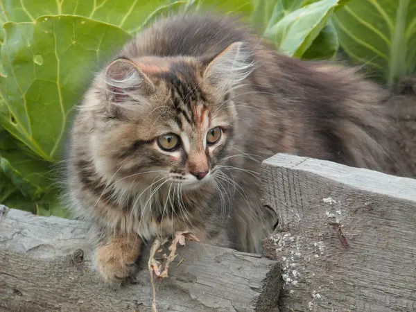 Little, grey, scared kitten — Stock Photo, Image