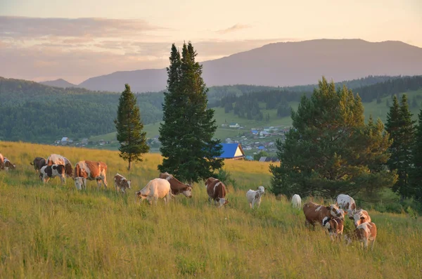 Ilta vuoristoalueella — kuvapankkivalokuva