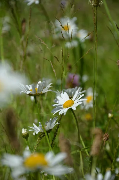 Camomile — 图库照片