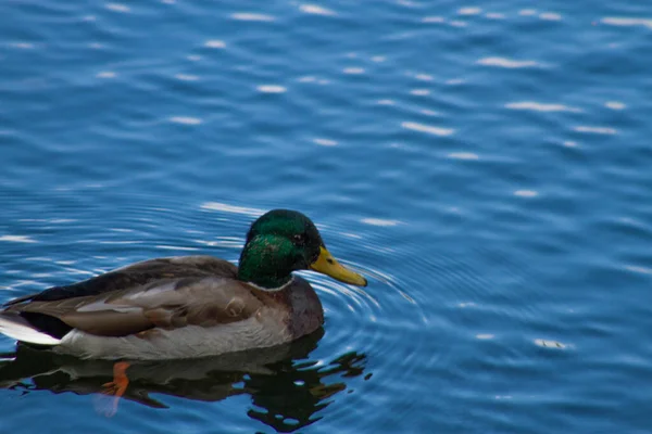 Wildenten Auf Dem Fluss — Stockfoto