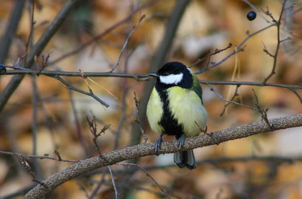 Mésange Commune Sur Une Branche Dans Forêt — Photo