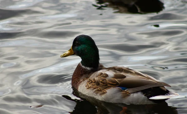 Wildenten Auf Dem Fluss — Stockfoto