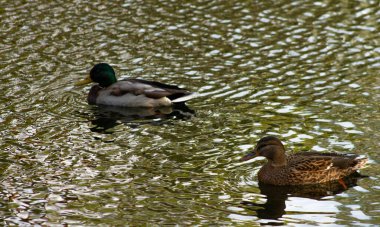 Nehirde iki vahşi ördek