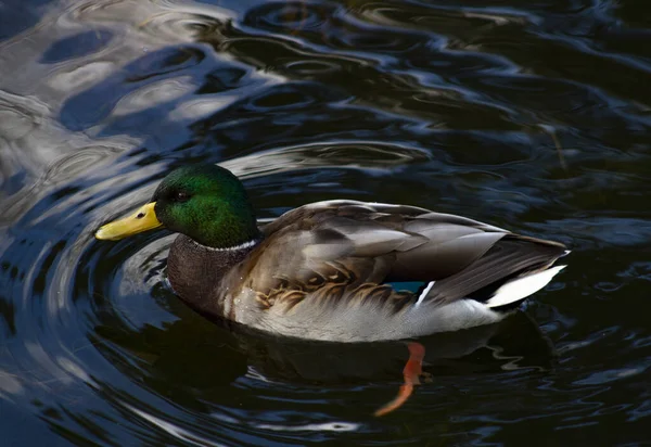 Wildenten Auf Dem Fluss — Stockfoto