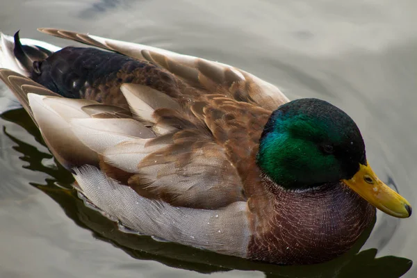 Wildenten Auf Dem Fluss — Stockfoto