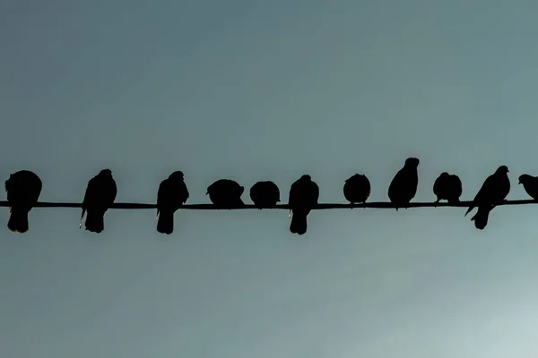 Palomas Sentadas Fila Sobre Alambres —  Fotos de Stock