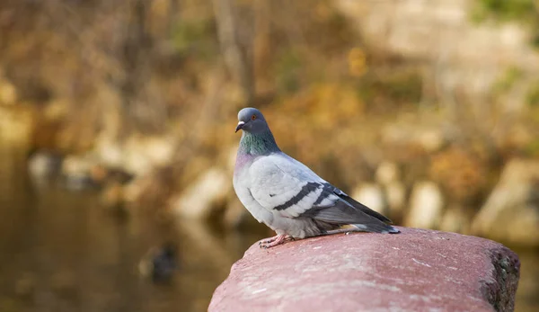 Colombe Sur Une Clôture Béton Dans Parc Municipal — Photo