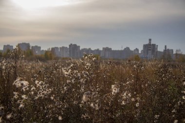 Kuru otlardan oluşan bir arka planda şehir manzarası