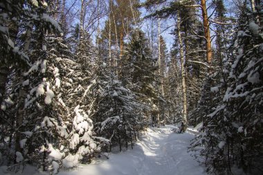 Açık bir kış gününde karda kozalaklı bir orman.