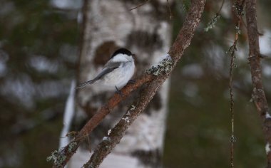 Tit on a branch in the forest in winter