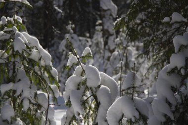 Güneşli havada karla kaplı kozalaklı orman. - Rusya. Ulusal Park.