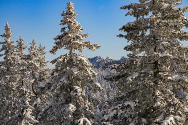 Açık bir kış gününde, karda kozalaklı bir orman. Kış Diyarı