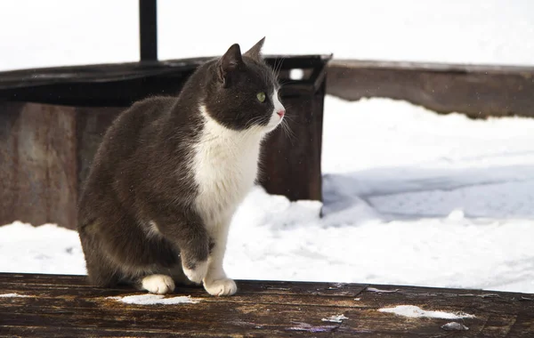 Grey cat in winter outdoors