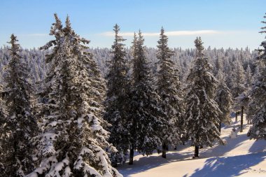 Güneşli havada karla kaplı kozalaklı orman. - Rusya. Ulusal Park.