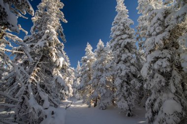 Sabah güneşinde kış ormanı