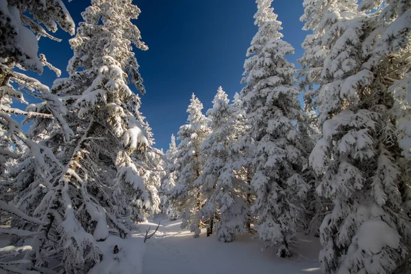 Sabah güneşinde kış ormanı