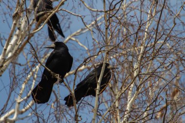 İlkbaharda huş ağacında kaleler.